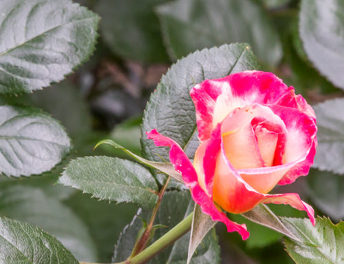 South Coast Botanic Garden gets donation to further enhance rose garden