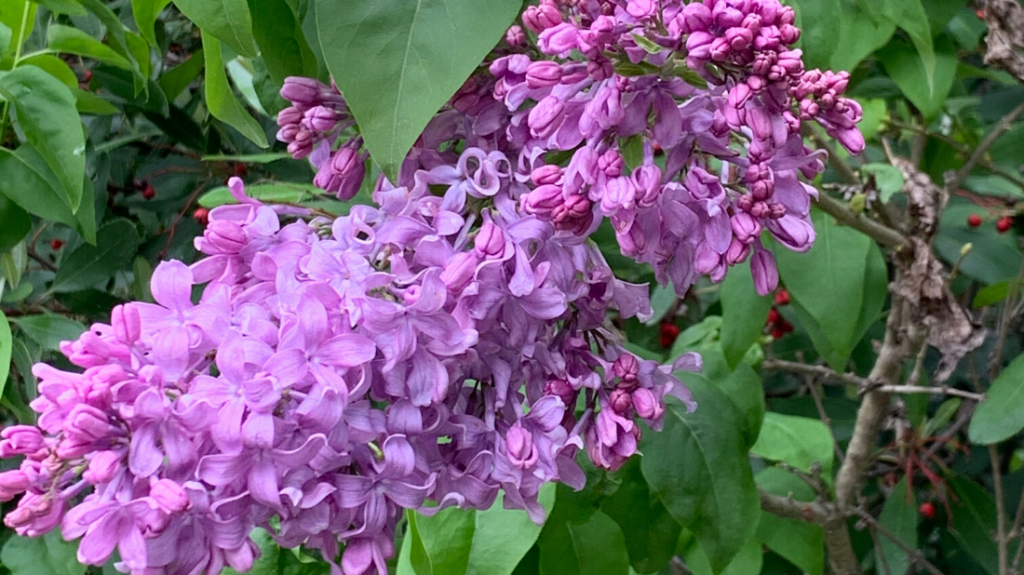 Lilac Bloom