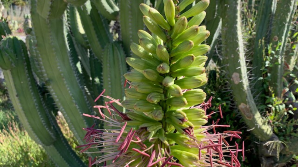 Blooming Agave