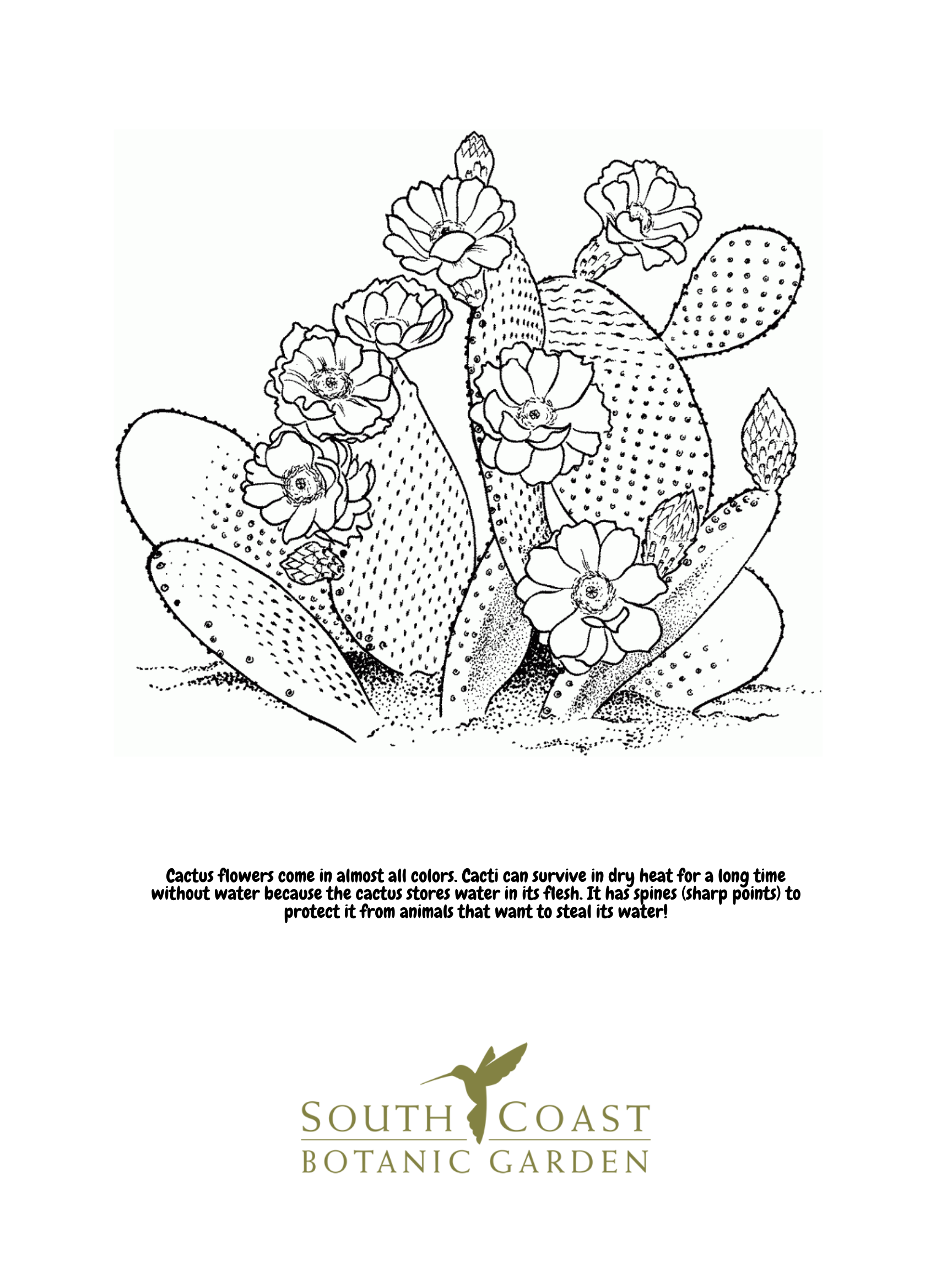 Download Seeds of Fun: Cherry Blossoms and Cactus Flower Coloring ...