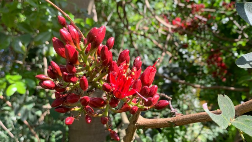 Tree Fuchsia
