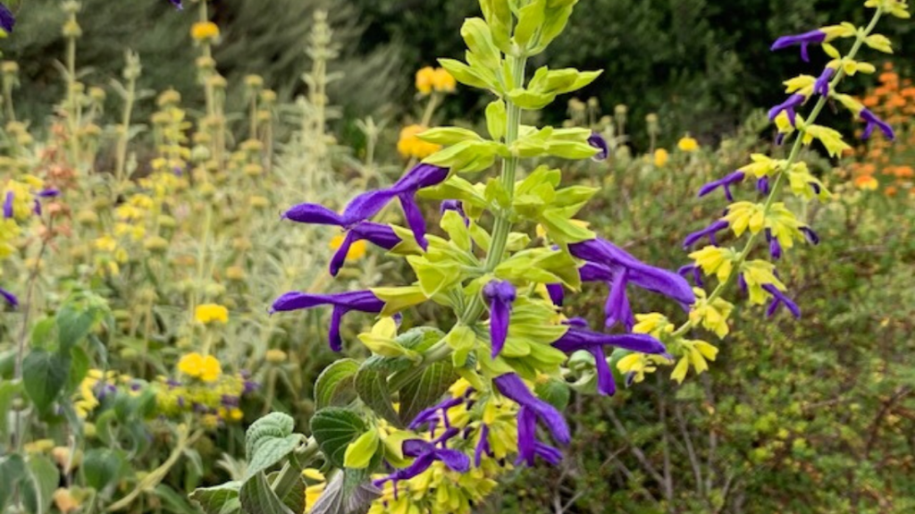 Mexican sage Limelight