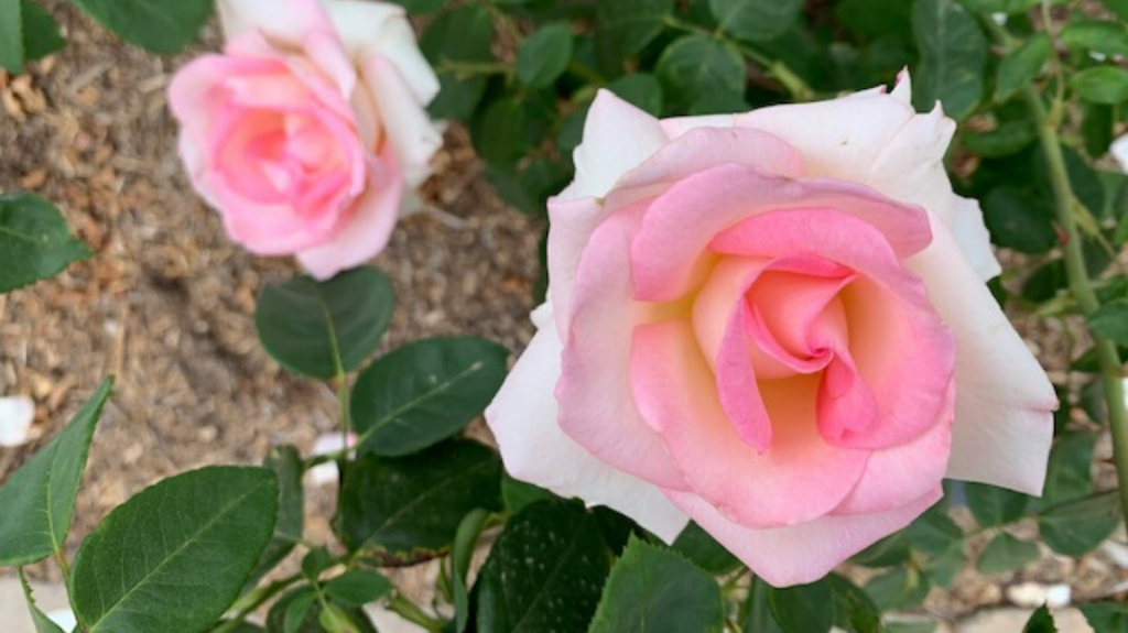 Pink Promise Rose