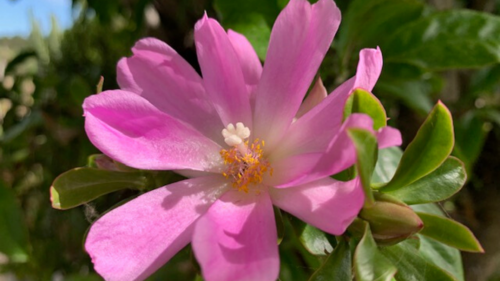 Rose Cactus