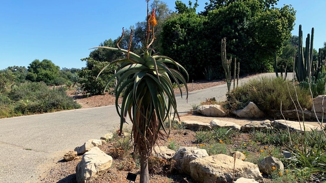 Tree Aloe (non-branching)