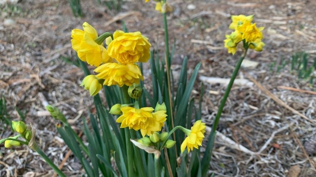 Double yellow narcissus