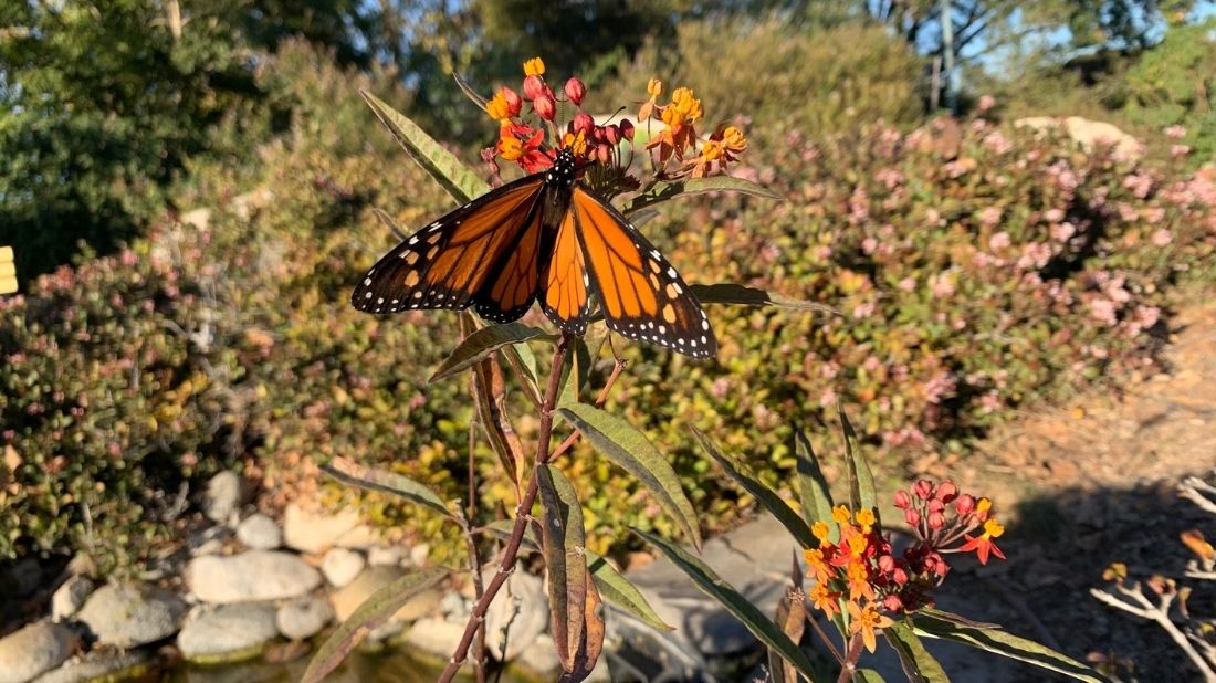 Butterfly on Native Milkweed