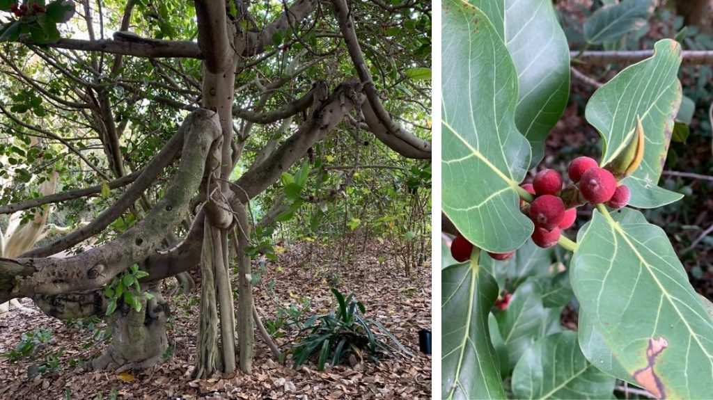 Banyan Fig Tree