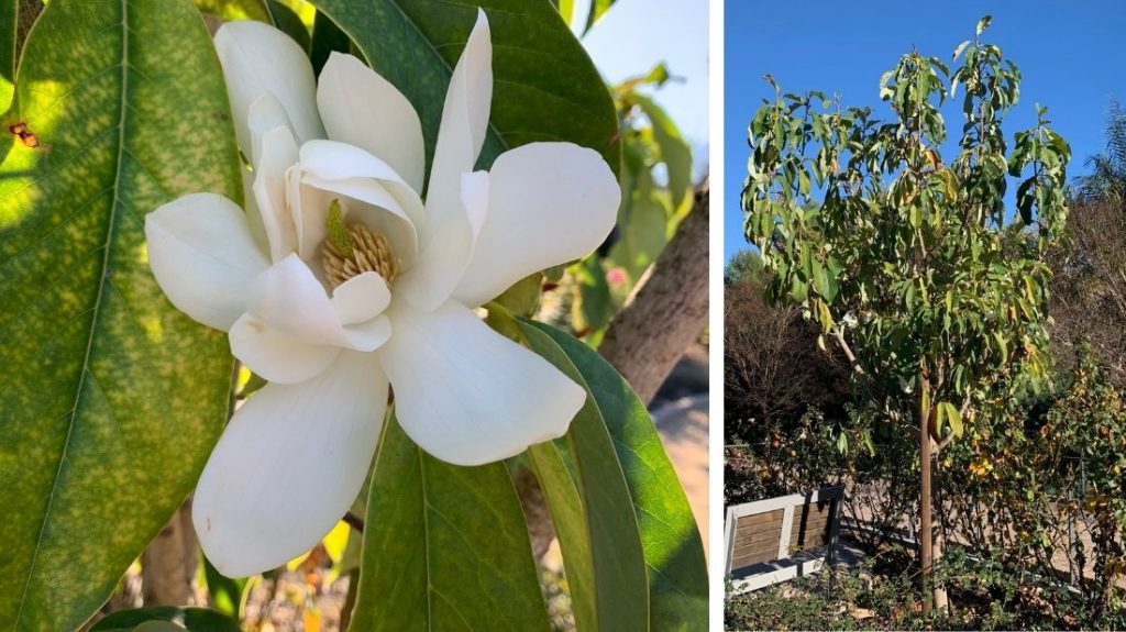 Allspice michelia magnolia