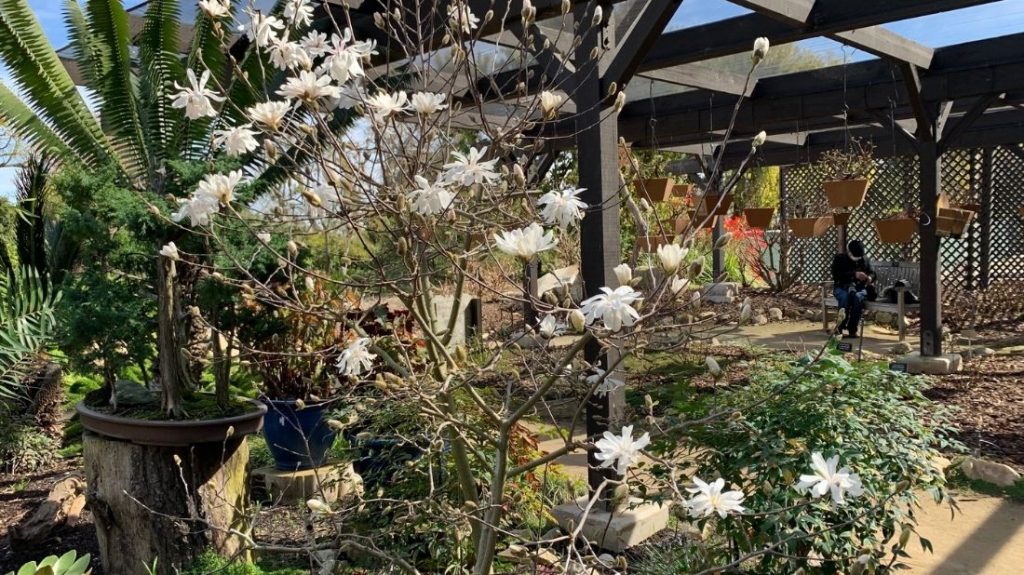 Star magnolia in the Japanese garden