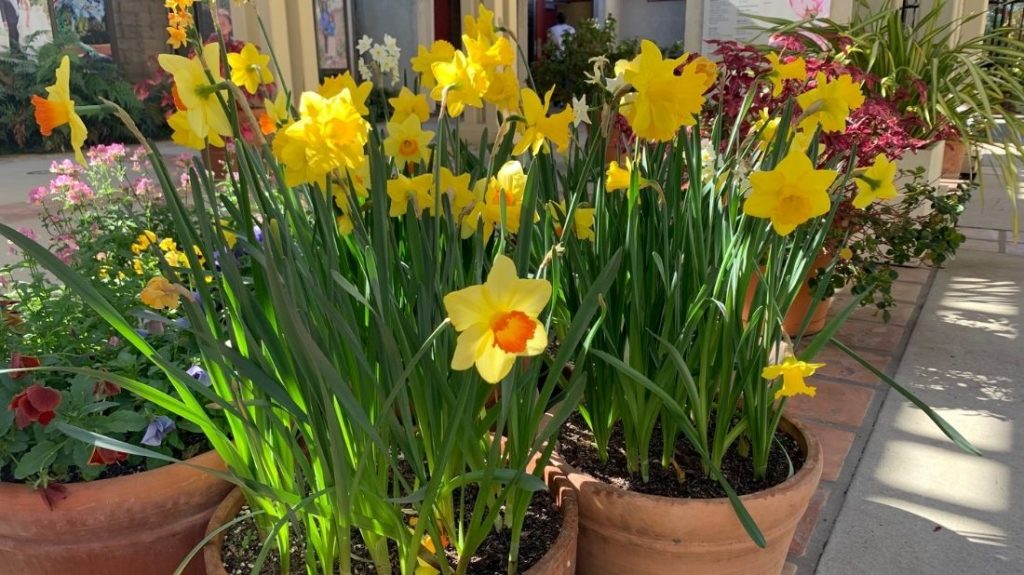 Daffodils in the entryway
