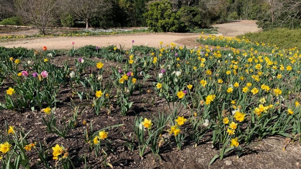 Superbloom daffodils