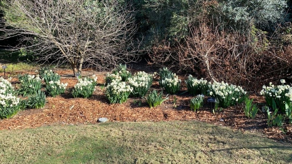 Daffodils in Memorial Meadow