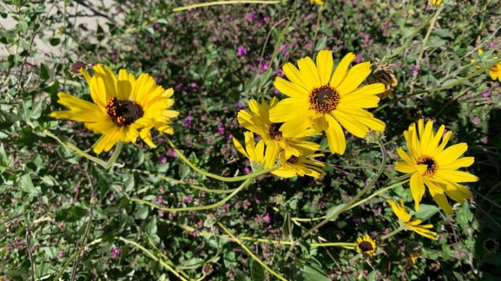 California sunflowers
