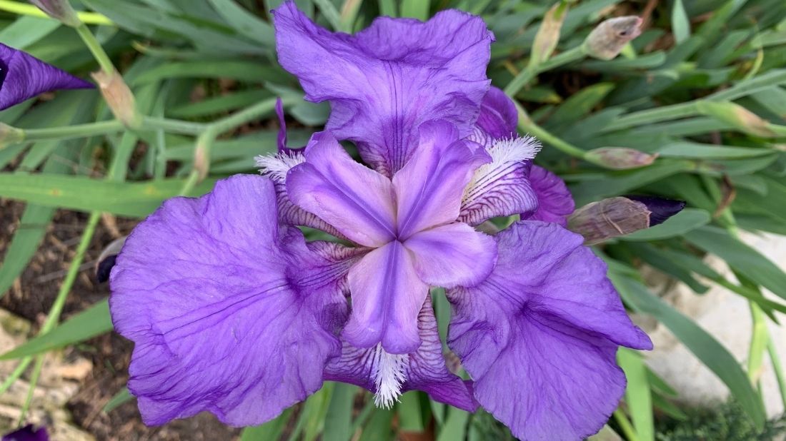 Purple colored Iris