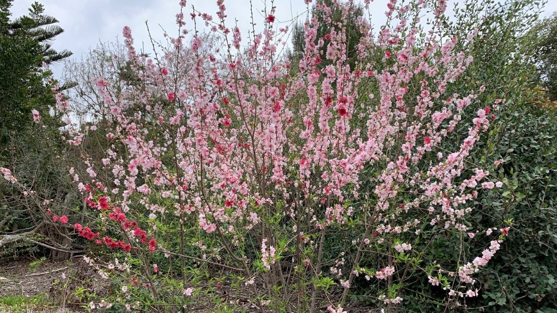 Variegated peach tree blooms near Memorial Meadow