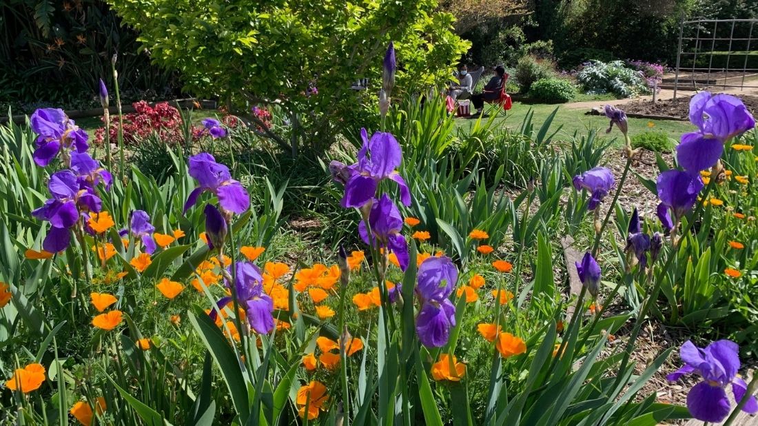 Iris with California poppy and calendula