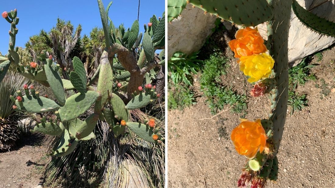 Luther Burbank prickly pear