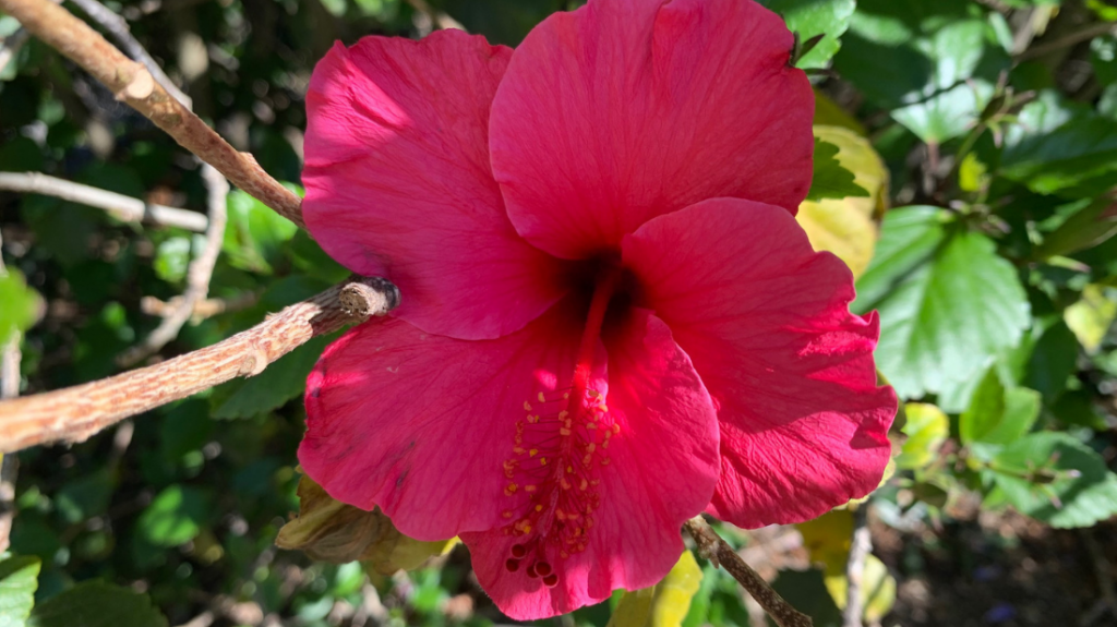 Pink hibiscus in demonstration beds