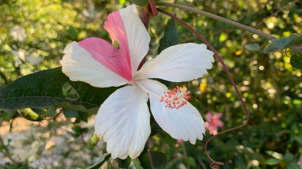 Pink and white hibiscus bush