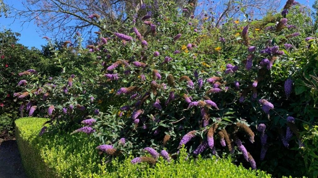 Purple butterfly bush near the Living Wall