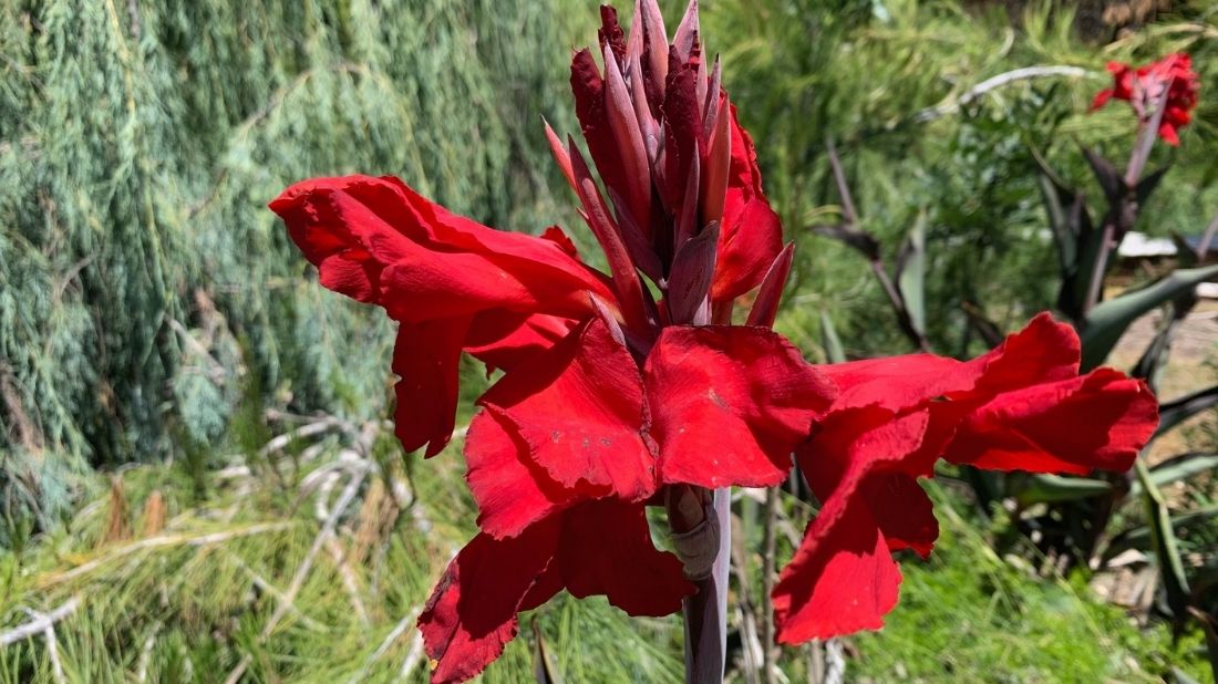 Canna in the Juniper collection