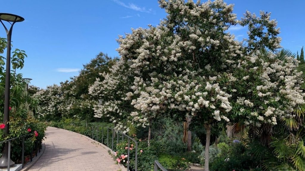 White crêpe myrtle trees bordering the Bohannon Rose Garden