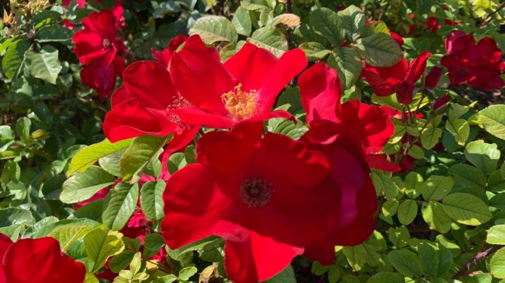 Robusta floribunda roses