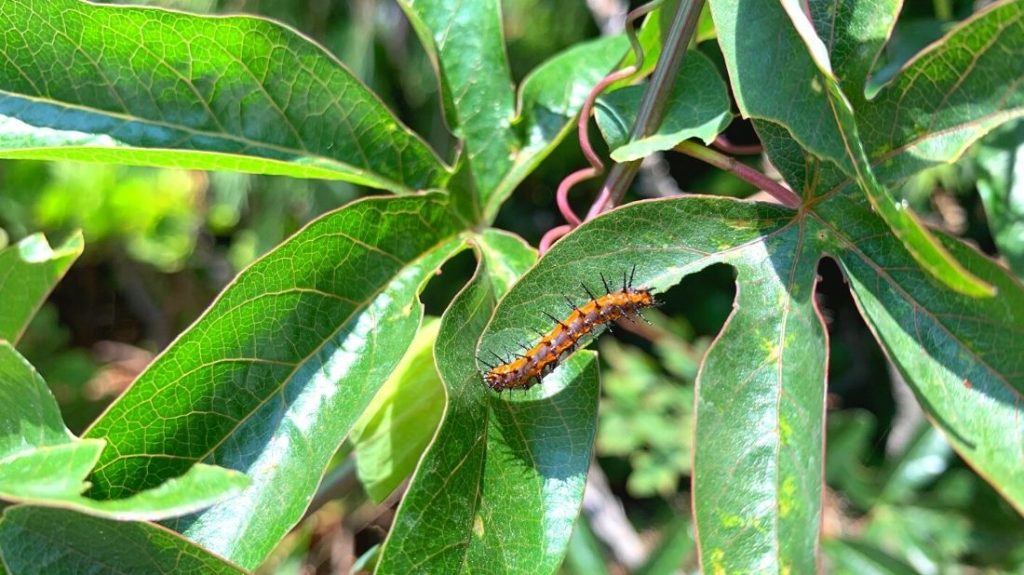 Caterpillar 