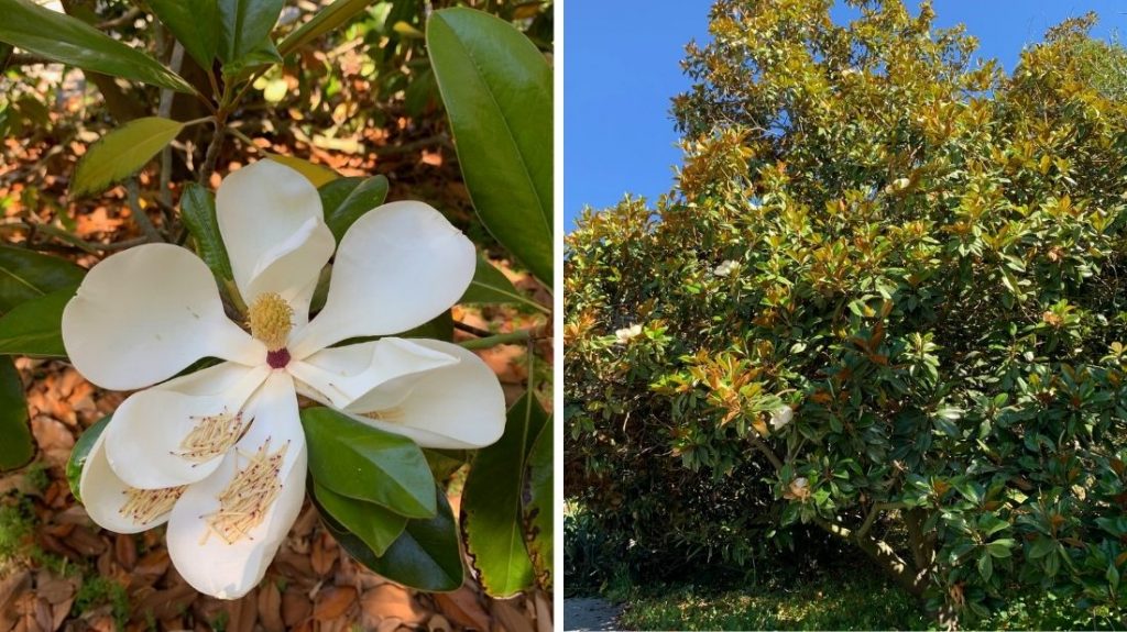 Southern Magnolias