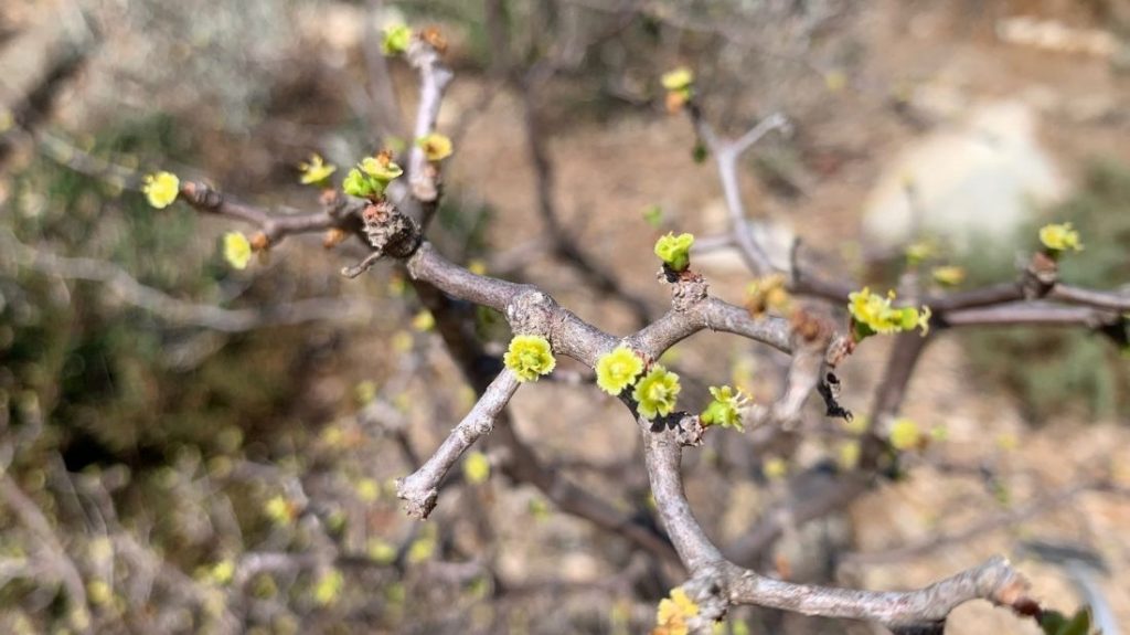 Euphorbia californica
