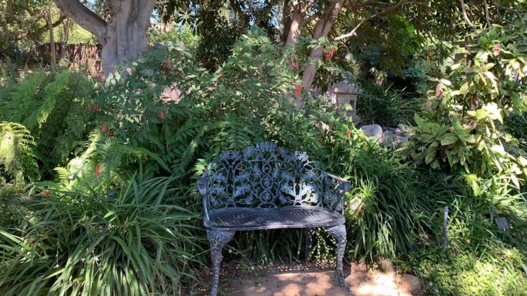 A cool rest spot with Fuchsia fulgens variegata
