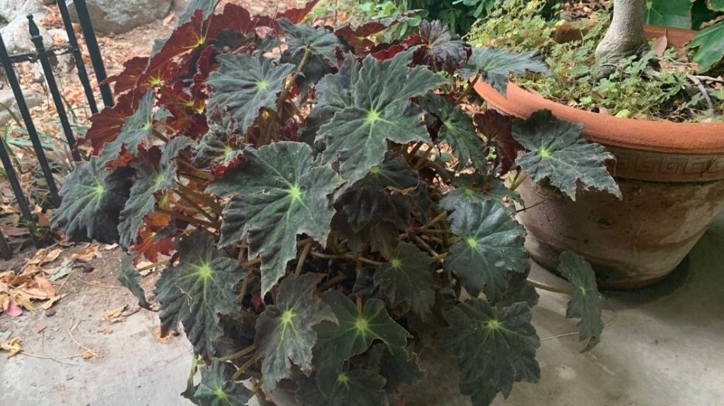 Begonia with Dark green leaves that are bronze underneath