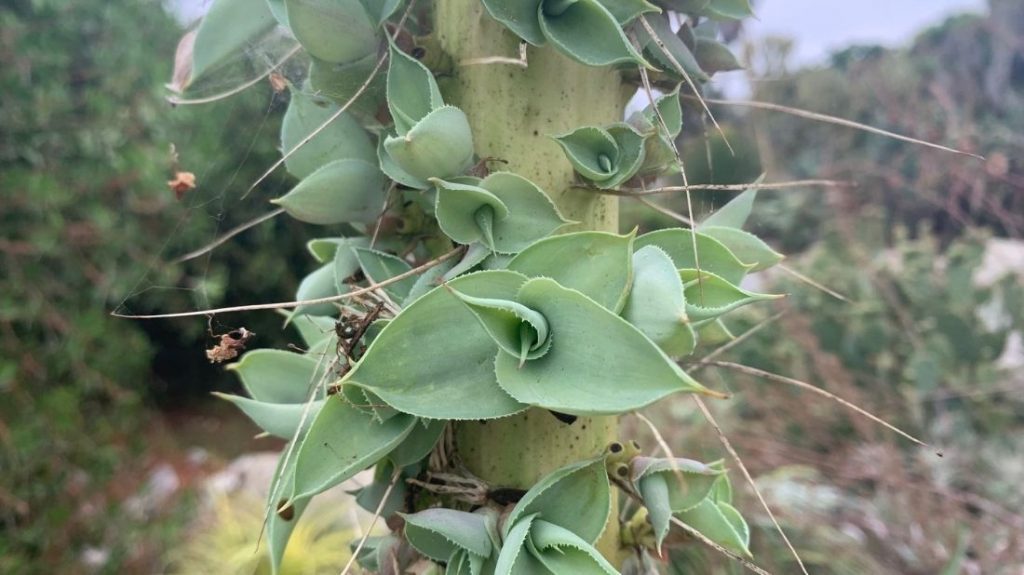 Fading Octopus agave