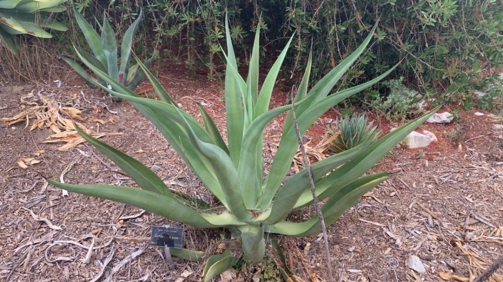 Octopus agave before it blooms
