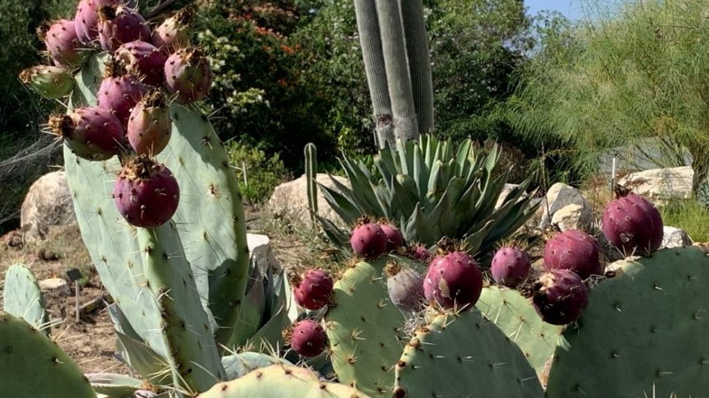 Opuntia robusta cactus apples 