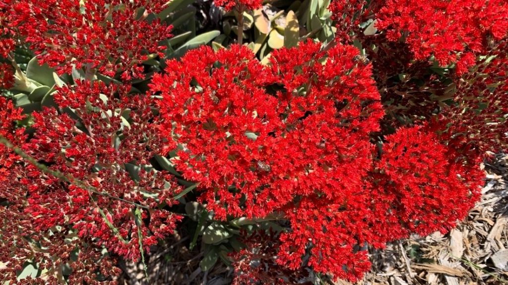 Crussula perfoliate “Red Treasure"