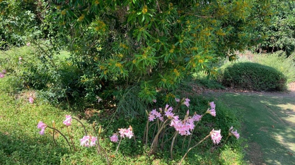 Water gum tree and naked lady lilies