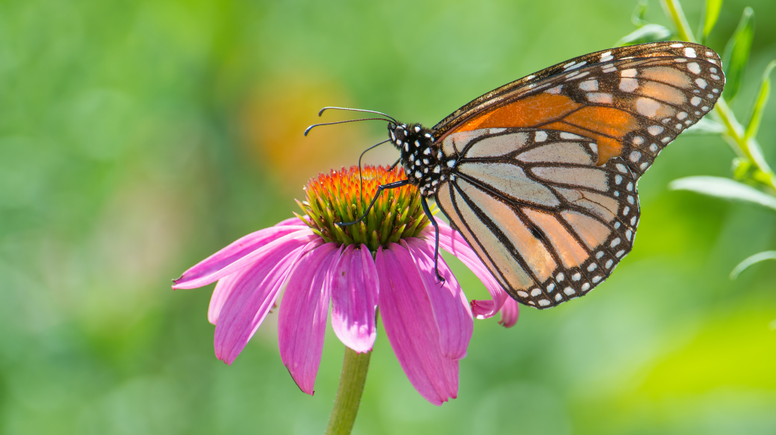 SOAR - Monarch Migration