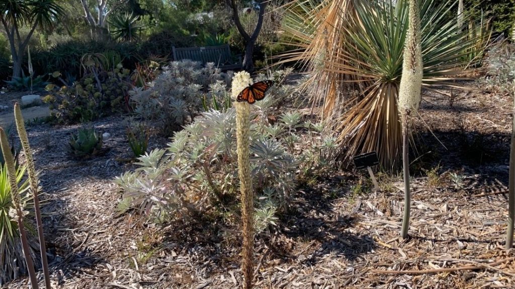 Sea squills with a Monarch butterfly