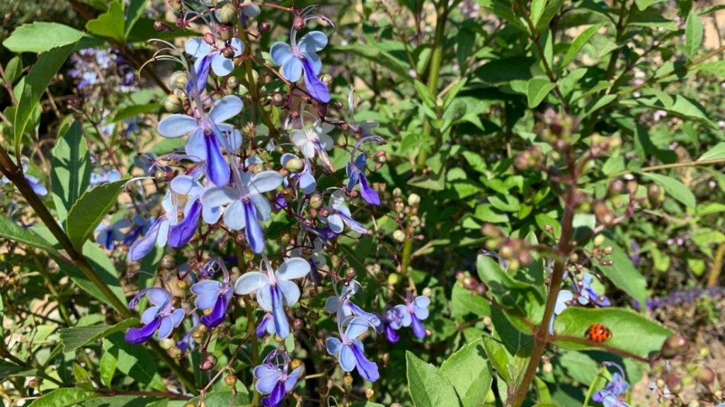 Blue butterfly bush