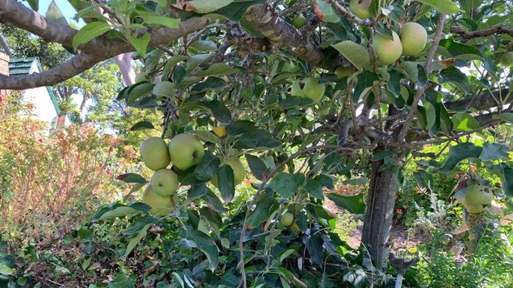 Apple tree in Children’s Garden