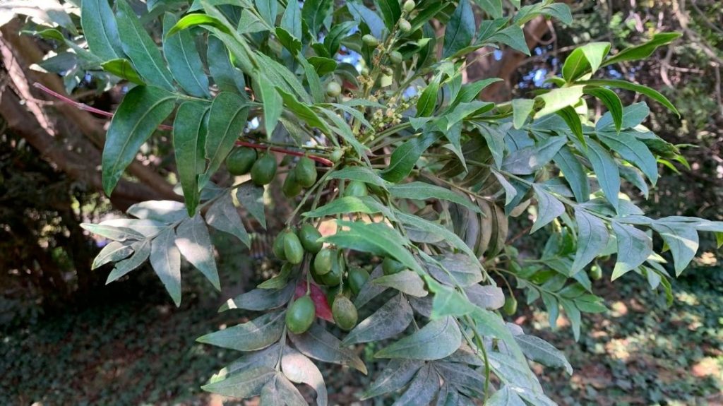 Kaffir plums
