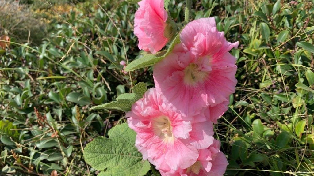 Double pink hollyhocks