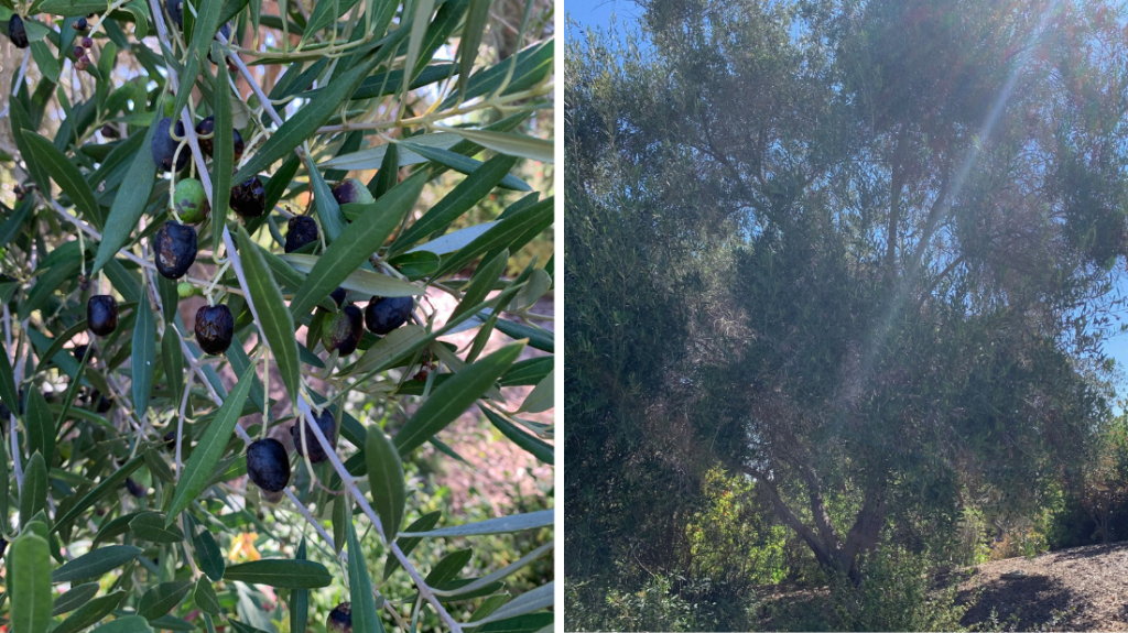 Olive tree with olives