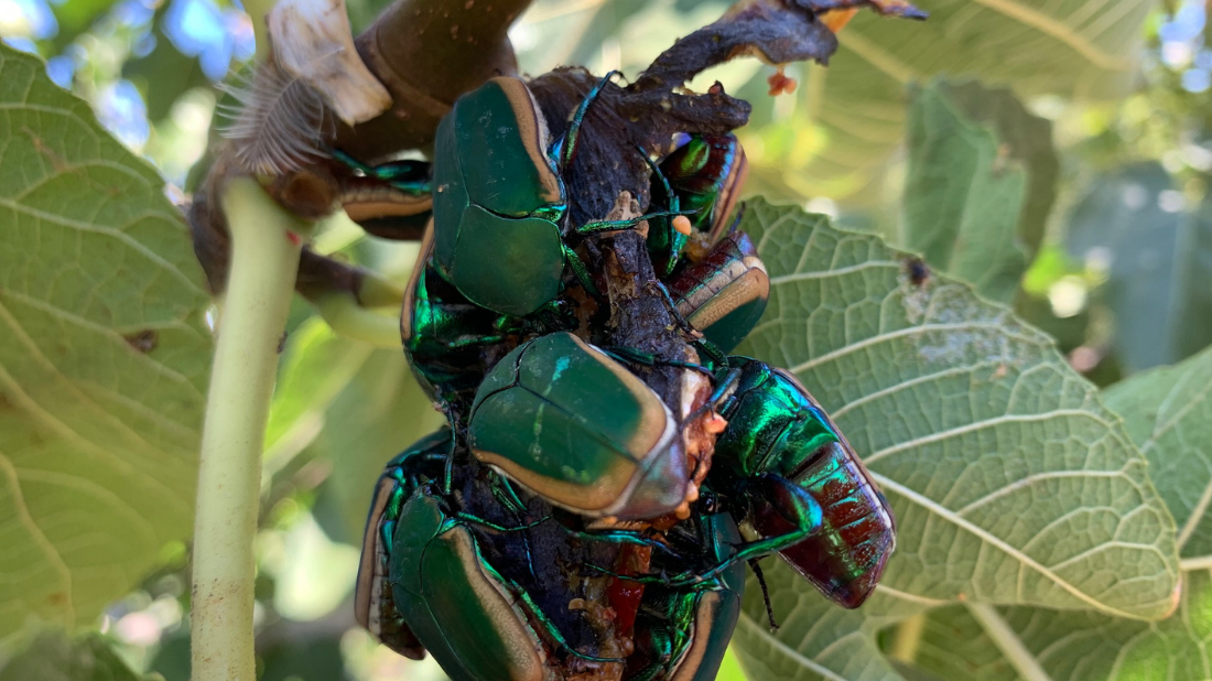 Fig-eating beetles feasting on a fig