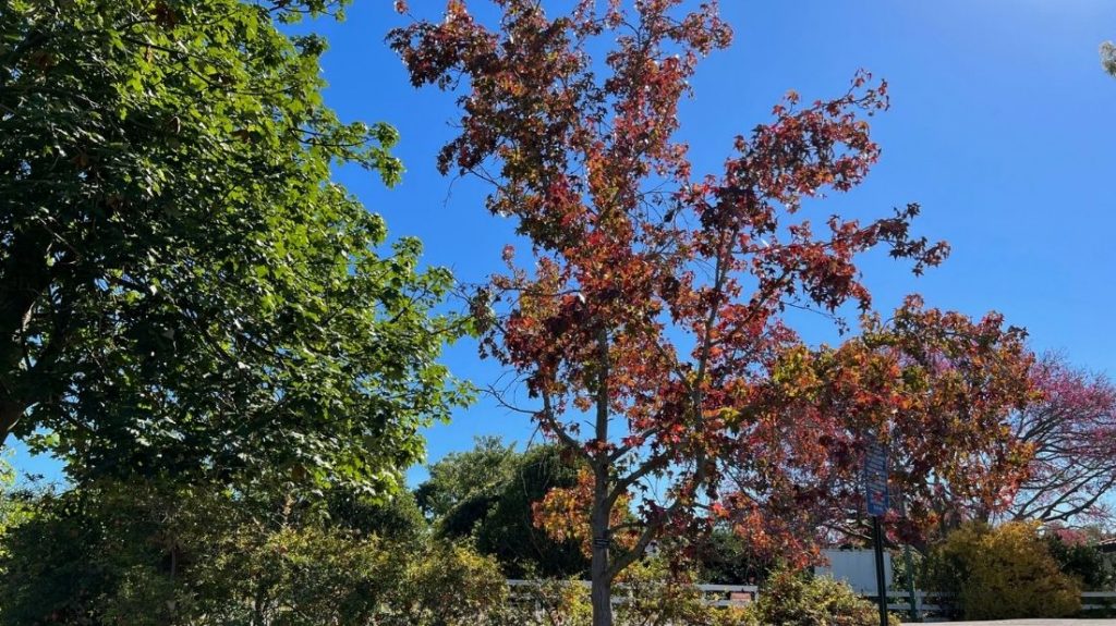 Sweetgum tree in the parking lot
