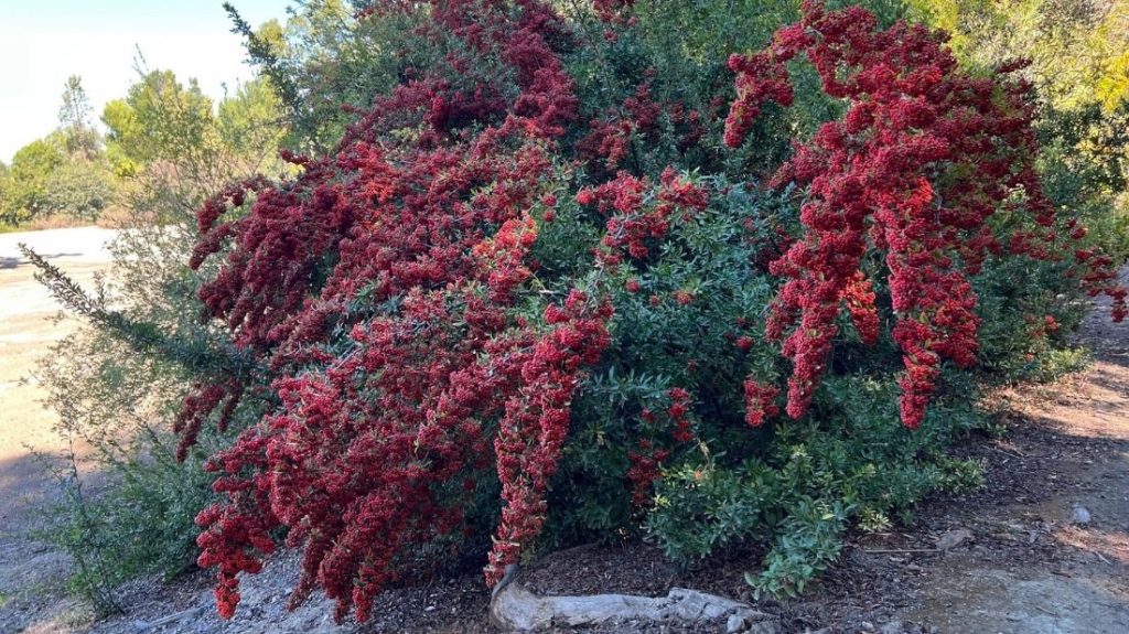 Pyracantha bush along the footpath at the edge of the dry lake bed