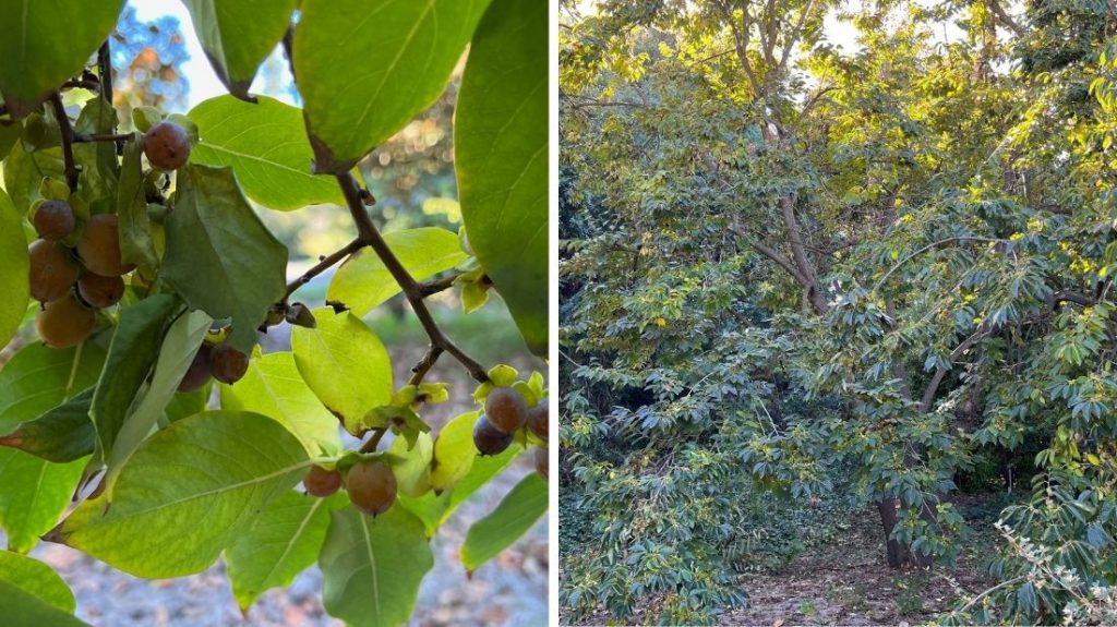 Date plum tree