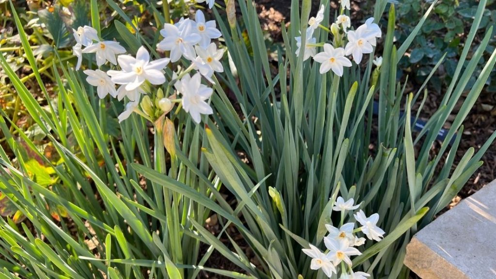 Early paper whites in the Rose Garden
